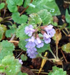 Glechoma hederacea