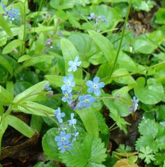 Myosotis sylvatica