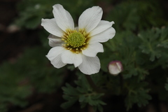 Callianthemum sajanense