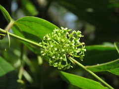 Smilax tomentosa