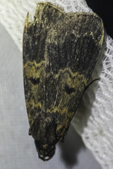 Hydrillodes funestalis