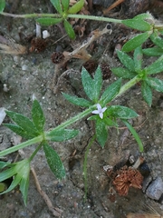 Sherardia arvensis