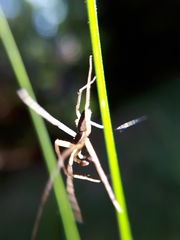 Philodromus dispar