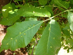 Phylloxera caryaefallax