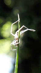 Philodromus dispar