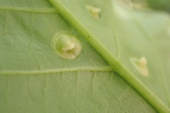 Phylloxera caryaefallax