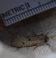 Acrolophus pyramellus