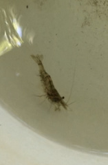 Paratya curvirostris