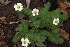Callianthemum sajanense