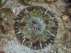 Cycloseris