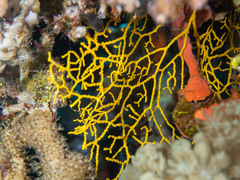 Melithaea sinaica