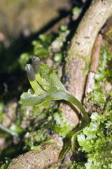 Symphyogyna hymenophyllum