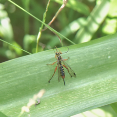 Echthromorpha