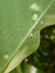 Phylloxera caryaefallax