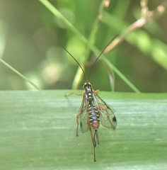 Echthromorpha