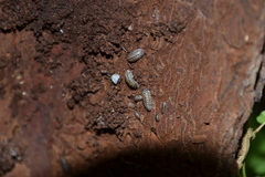 Armadillidium pictum