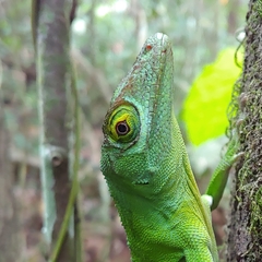 Anolis cuvieri