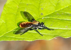Laphria sericea