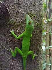 Anolis cuvieri