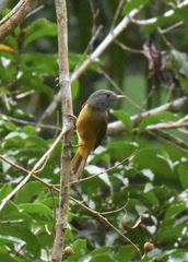 Mionectes rufiventris