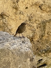 Phoenicurus ochruros