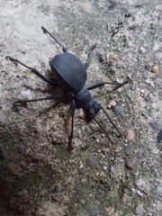 Leptoderis