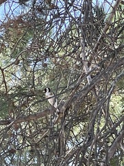 Carduelis carduelis