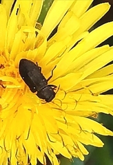 Anthaxia quadripunctata