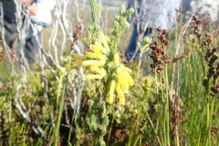 Erica galpinii