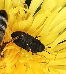 Anthaxia quadripunctata
