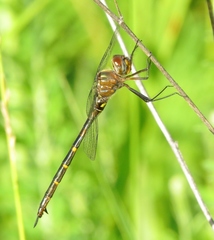 Somatochlora linearis