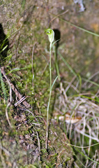 Pterostylis alveata