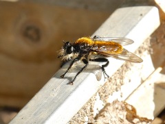 Laphria sericea