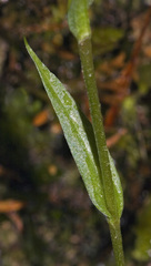 Pterostylis alveata