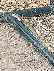 Aspidoscelis motaguae