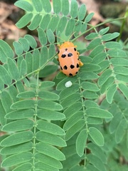 Podontia quatuordecimpunctata