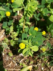 Medicago lupulina