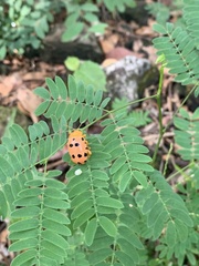 Podontia quatuordecimpunctata