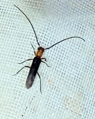 Methia bicolorata