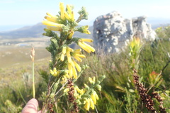 Erica galpinii