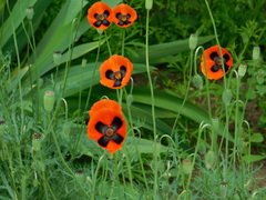 Papaver dubium stevenianum