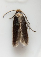 Cauchas dietziella
