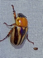 Cyclocephala complanata