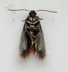 Cauchas dietziella