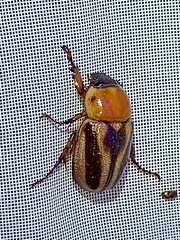 Cyclocephala complanata