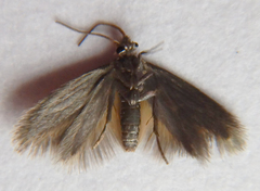 Cauchas dietziella