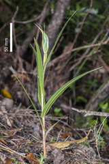 Pterostylis cardiostigma