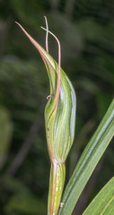 Pterostylis cardiostigma