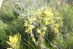 Erica galpinii