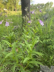 Penstemon calycosus